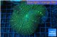 Rhodactis green big leaf 1 polyp WYSIWYG acclimaté