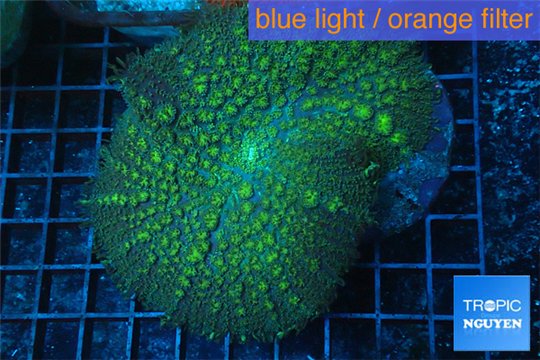 Rhodactis green big leaf 1 polyp WYSIWYG acclimaté