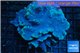 Sinularia dura golden polyps 8-11 cm WYSIWYG acclimaté