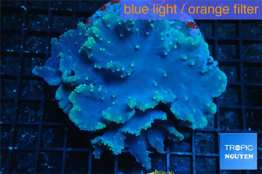 Sinularia dura golden polyps 8-11 cm WYSIWYG acclimaté