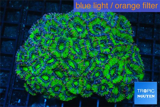 Acanthastrea lordowensis green purple 7-10 cm WYSIWYG acclimaté