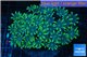 Clavularia papaya golden green 8-12 cm WYSIWYG acclimaté