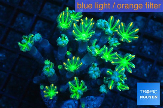 Clavularia papaya orange green 4-6 cm WYSIWYG acclimaté