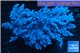 Lithophyton long polyps 10-18 cm WYSIWYG acclimaté