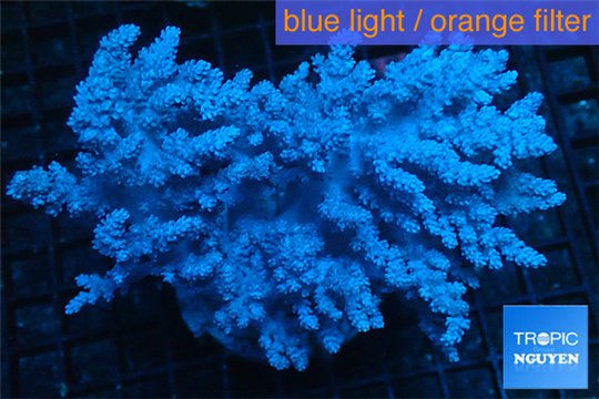 Lithophyton long polyps 10-18 cm WYSIWYG acclimaté