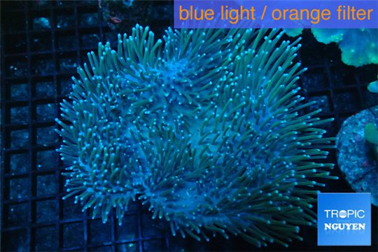 Sarcophyton long polyps 7-12 cm WYSIWYG acclimaté
