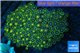 Zoanthus mix color 5-8 cm WYSIWYG acclimaté