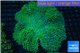 Sarcophython green 8-14 cm WYSIWYG acclimaté
