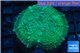 Rhodactis green blue big leaf 1 polyp WYSIWYG acclimaté