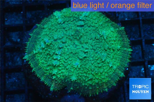 Rhodactis green blue big leaf 1 polyp WYSIWYG acclimaté