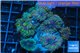 Ricordea yuma green purple 8-12 cm WYSIWYG acclimaté