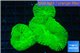 Lobophyllia green 5-9 cm WYSIWYG acclimaté