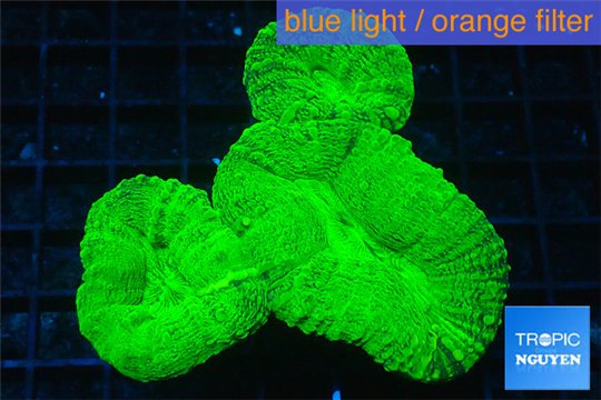 Lobophyllia green 5-9 cm WYSIWYG acclimaté