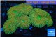 Lobophyllia rainbow 7-11 cm WYSIWYG acclimaté