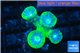 Duncanopsammia green 4 polyps WYSIWYG acclimaté