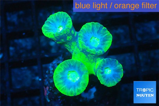 Duncanopsammia green 4 polyps WYSIWYG acclimaté
