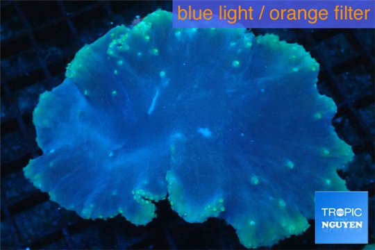 Sinularia dura golden polyps 6-8 cm WYSIWYG acclimaté