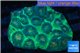 Favia green marble 5-7 cm WYSIWYG acclimaté