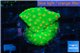 Leptastrea green & orange 2-4 cm WYSIWYG acclimaté