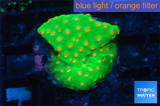 Leptastrea green & orange 2-4 cm WYSIWYG acclimaté