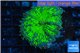 Ricordea yuma green purple 2 polyps WYSIWYG acclimaté