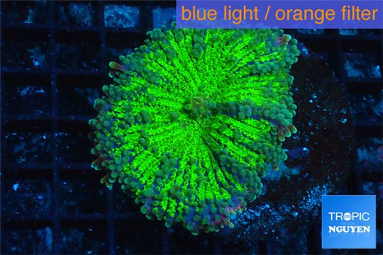 Ricordea yuma green purple 2 polyps WYSIWYG acclimaté