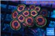 Zoanthus pink diamond 2-4 cm WYSIWYG acclimaté