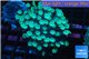 Alveopora green 2-4 cm WYSIWYG acclimaté