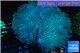 Sarcophyton long polyps 9-14 cm WYSIWYG acclimaté