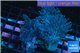 Sarcophyton long polyps double body 7-12 cm WYSIWYG acclimaté
