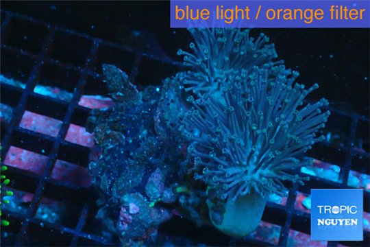 Sarcophyton long polyps double body 7-12 cm WYSIWYG acclimaté