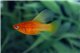 Platy sunrise hi-fin 3-3,5 cm