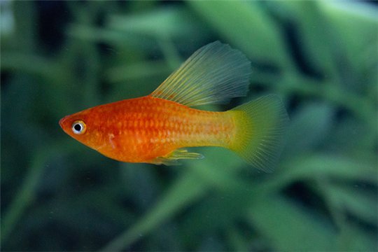 Platy sunrise hi-fin 3-3,5 cm