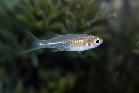 Marosatherina ladigesi 3,1-4 cm