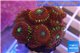 Zoanthus red magician 3-5 cm WYSIWYG acclimaté