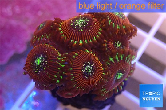 Zoanthus red magician 3-5 cm WYSIWYG acclimaté