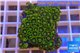 Zoanthus green golden 3-4 cm WYSIWYG acclimaté