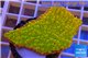 Montipora kung pao phoenix 2-4 cm WYSIWYG acclimaté