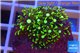 Pachyclavularia neon green 2-3 cm WYSIWYG acclimaté
