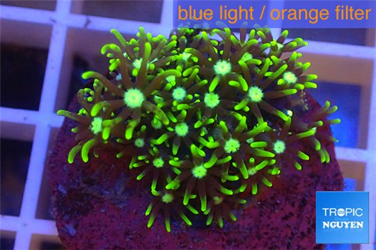 Pachyclavularia neon green 2-3 cm WYSIWYG acclimaté