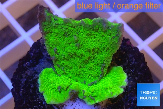 Montipora capricornis green plate 2-3 cm WYSIWYG acclimaté