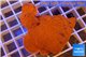 Montipora capricornis red plate 3-5 cm WYSIWYG acclimaté