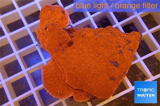 Montipora capricornis red plate 3-5 cm WYSIWYG acclimaté