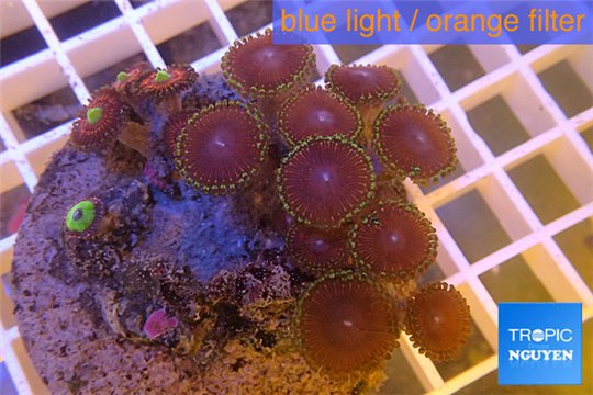 Zoanthus purple green 5-6 cm WYSIWYG acclimaté