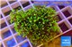 Pachyclavularia neon green 2-4 cm WYSIWYG acclimaté