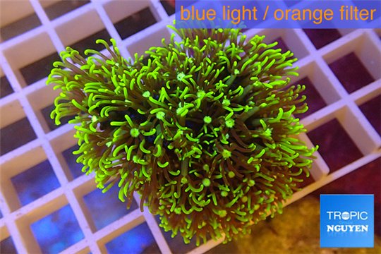 Pachyclavularia neon green 2-4 cm WYSIWYG acclimaté