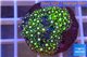 Pachyclavularia neon green 2-3 cm WYSIWYG acclimaté