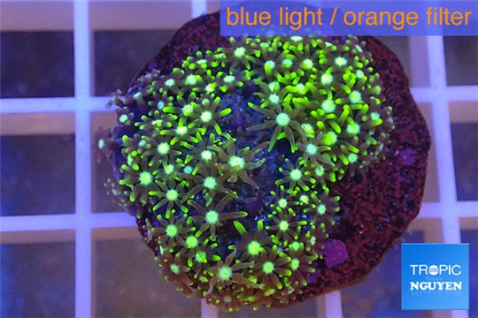 Pachyclavularia neon green 2-3 cm WYSIWYG acclimaté