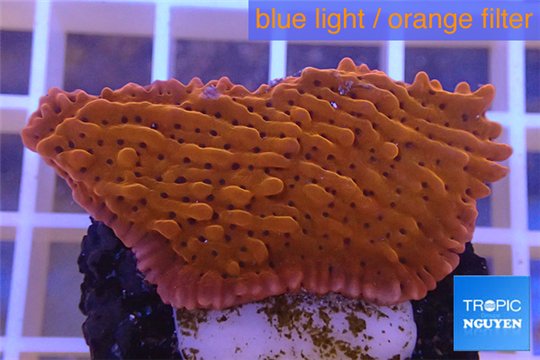 Montipora red purple polyps 2-4 cm WYSIWYG acclimaté