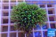 Pachyclavularia neon green 4-6 cm WYSIWYG acclimaté